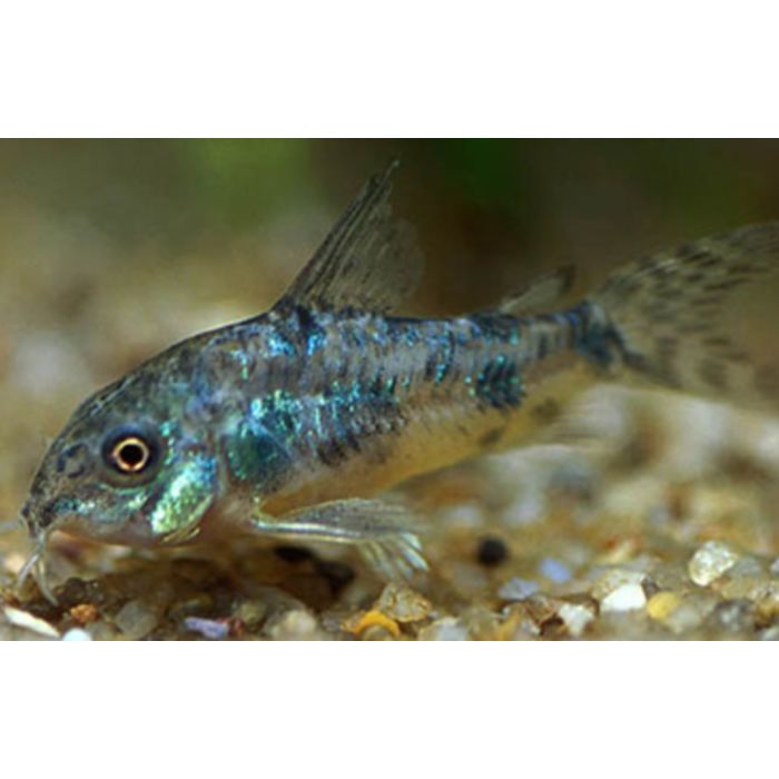 Corydoras Paleatus / Gevlekte Pantsermeerval