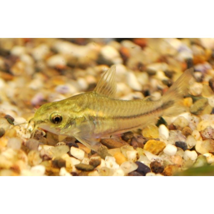 Corydoras Pygmaeus