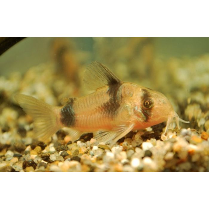 Corydoras Weitzmani / Pantsermeerval Weitzmani