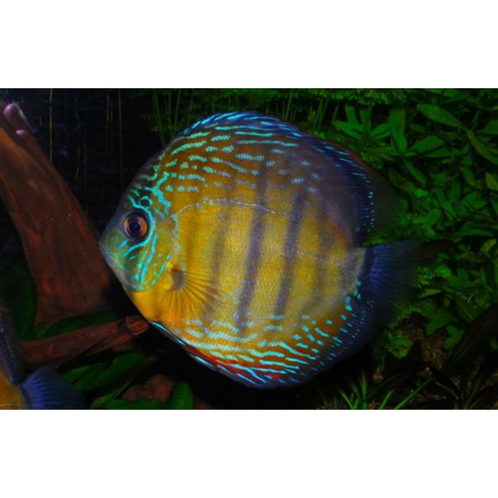 S. Aequifasciatus Manacapuru / Blauwe Discus Manacupuru