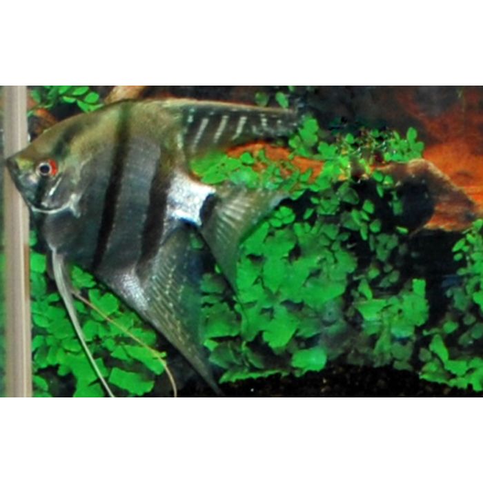 Pterophyllum scalare Maanvis blauw