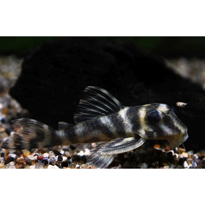 Hypancistrus Furunculus L199
