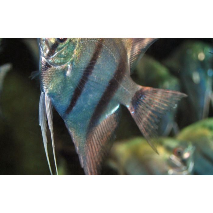 Pterophyllum scalare Maanvis blauw