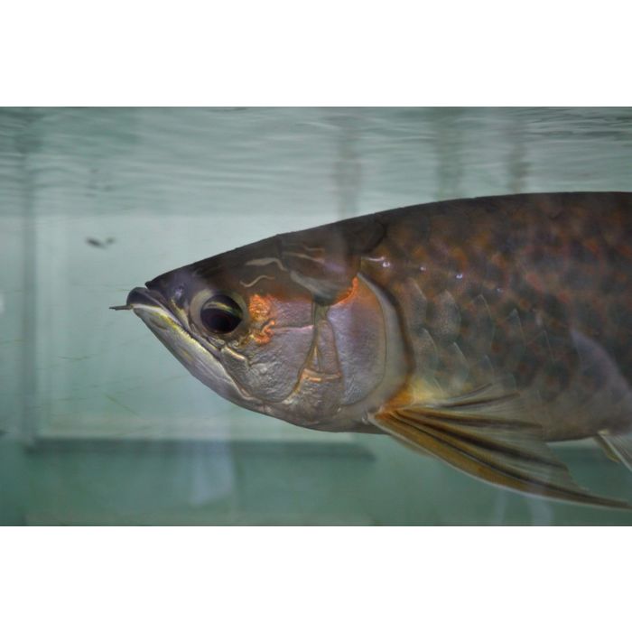 Osteoglossum Ferreirai - Zwarte Arowana