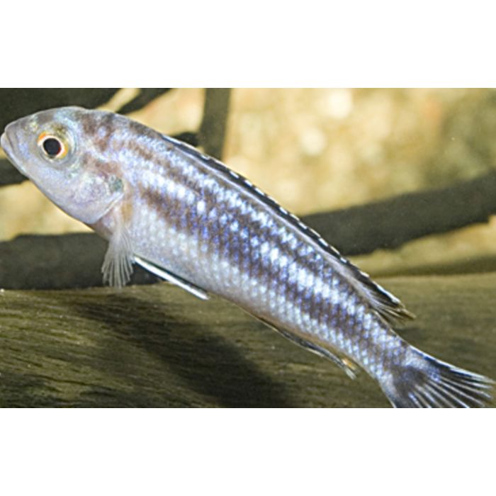 Melanochromis Maingano
