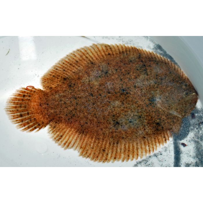 Achirus Lineatus Zoetwaterschol