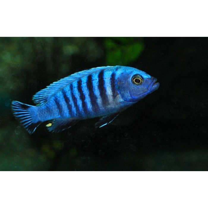 Pseudotropheus Kingsizei