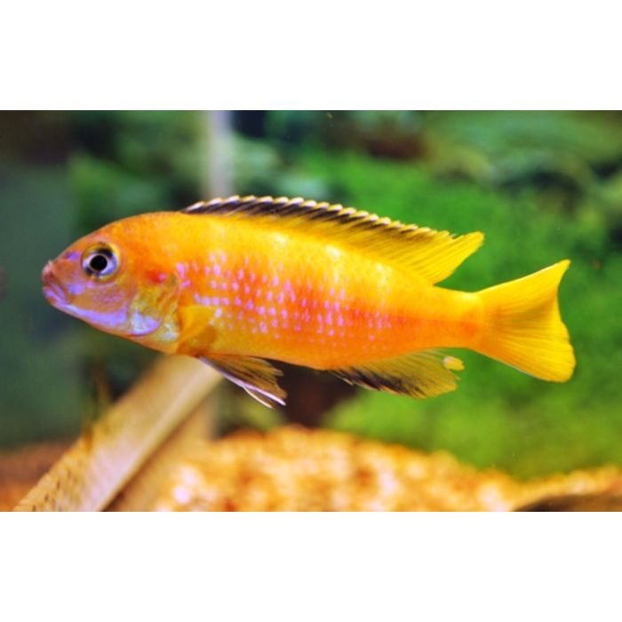 Pseudotropheus Saulosi