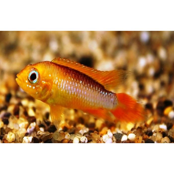 Apistogramma Agassizii Fire Fish / Rode Dwergcichlide Fire Fish