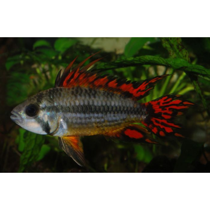 Apistogramma Cacatuoides Double Red / Gekuifde Dwergcichlide Dubbel Rood