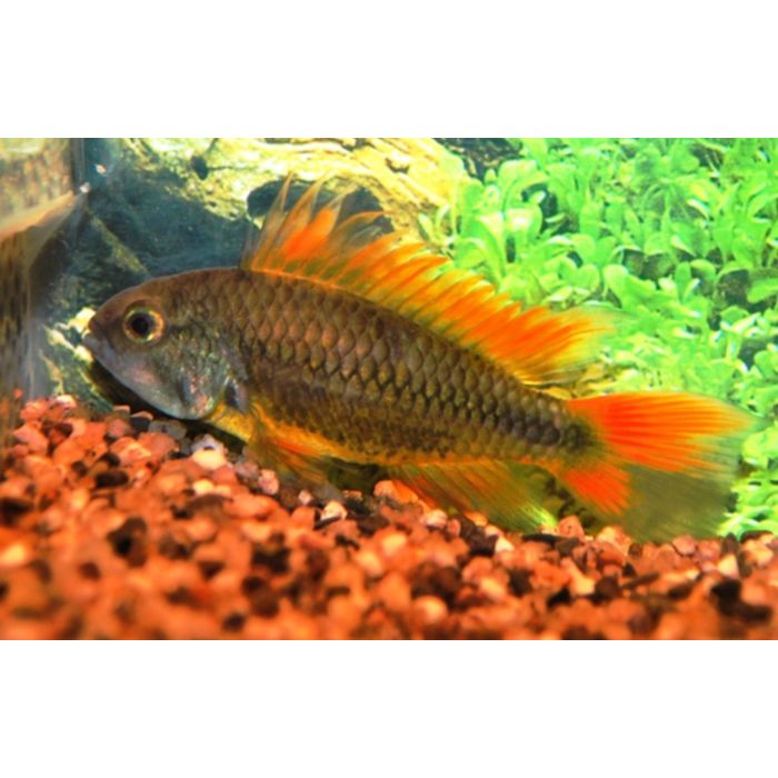 Apistogramma Cacatuoides Orange