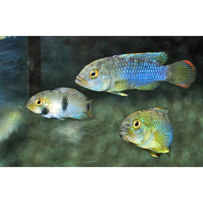 Apistogramma Nijsseni / Panda Dwergcichlide