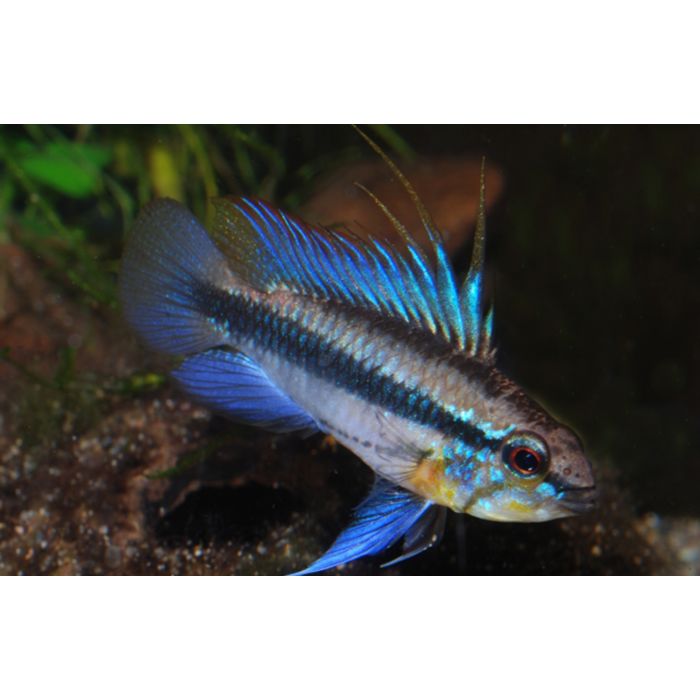 Apistogramma Trifasciata Dwergcichlide Zuid Amerika