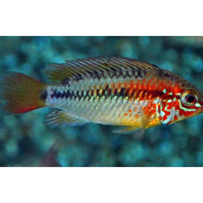 Apistogramma Viejita