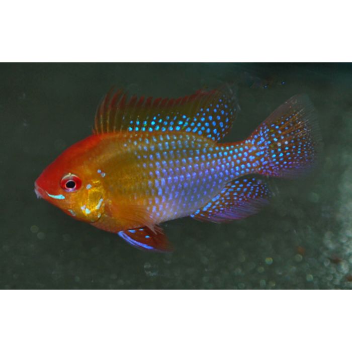 Mikrogeophagus Ramirezi Gold / Antennebaarsje Goud