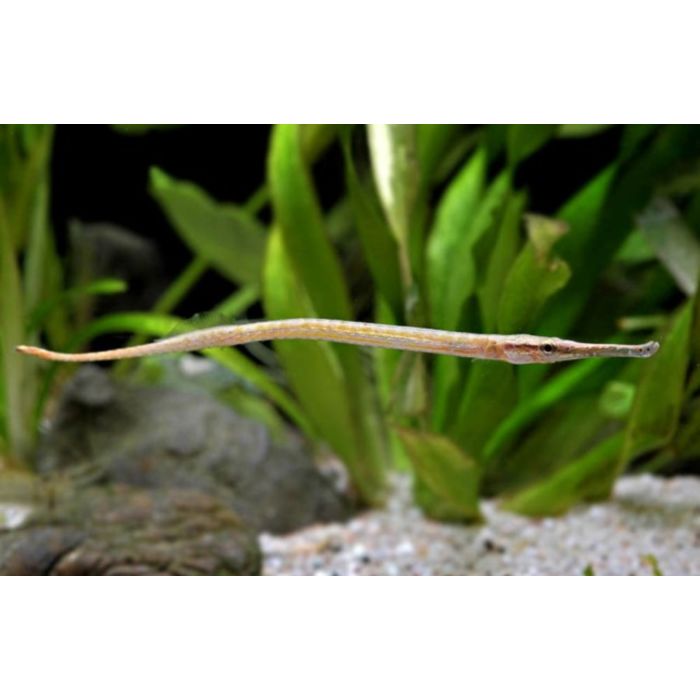 Microphis Brachyurus / Kortstaartbuisvis