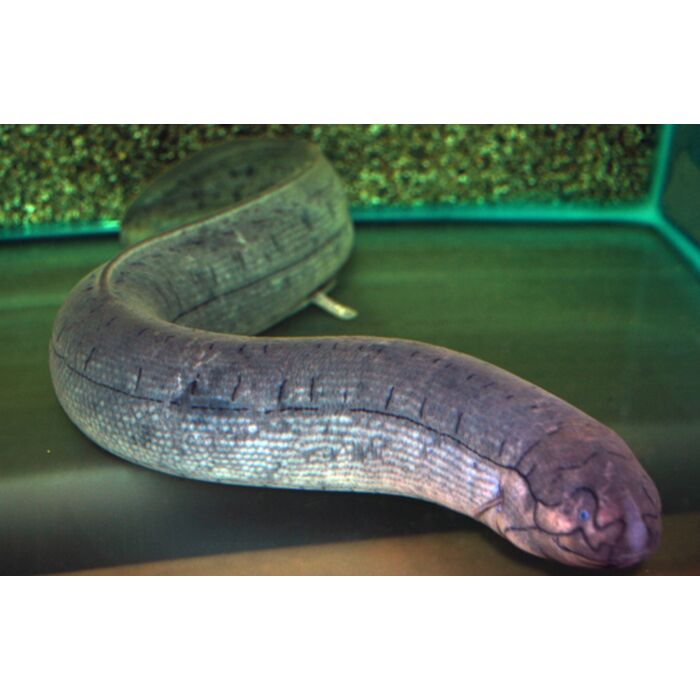 Lepidosiren Paradoxa XXL Zuid-Amerikaanse Longvis