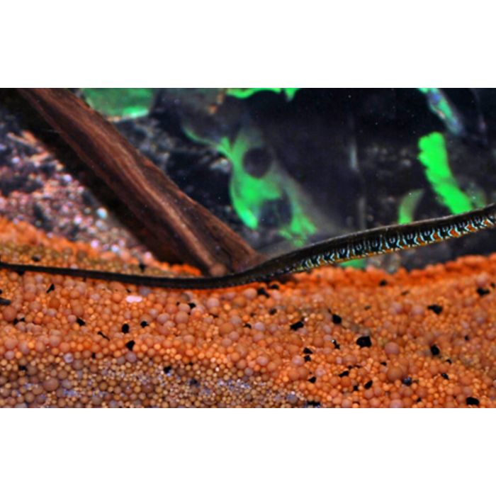 Microphis Deocata / Naaldvis Rainbow Belly