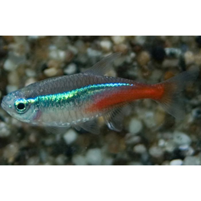 Cheirodon Paracheirodon Innesi Neon Tetra Medium