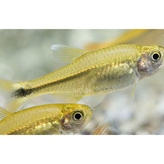 Hasemania Nana / Koperzalm