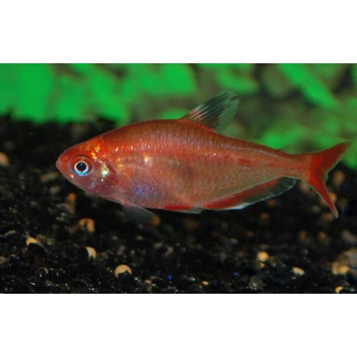 Hyphessobrycon Eques Rotes Gold / Rotes Minor Gold