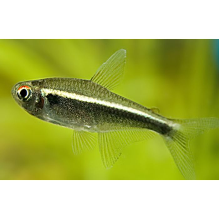 Hyphessobrycon Herbertaxelrodi / Schwarzer Neon