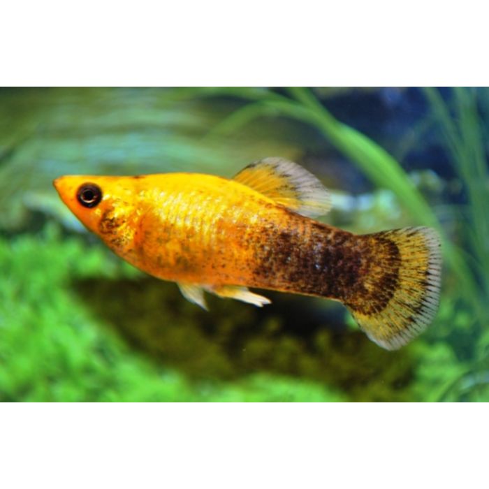 Poecilia Sphenops Molly Golddust Half Zwart