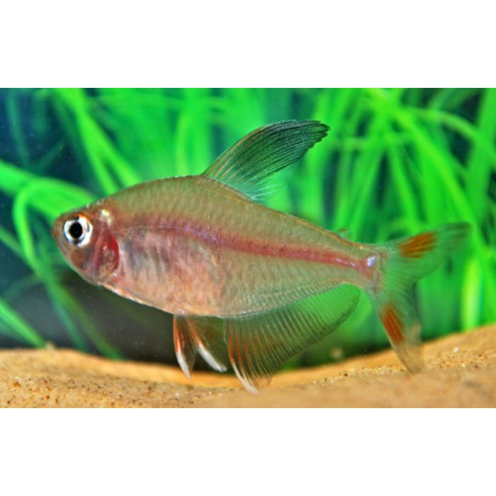 Hyphessobrycon Bentosi / Rosaceus Roze Tetra