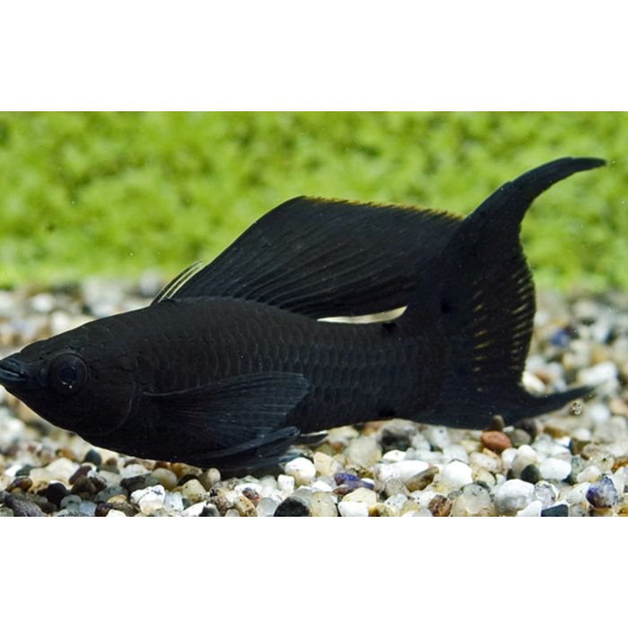 Poecilia Sphenops Black Molly Sluier