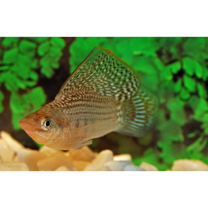 Poecilia Velifera Hoogvinkarper Groen