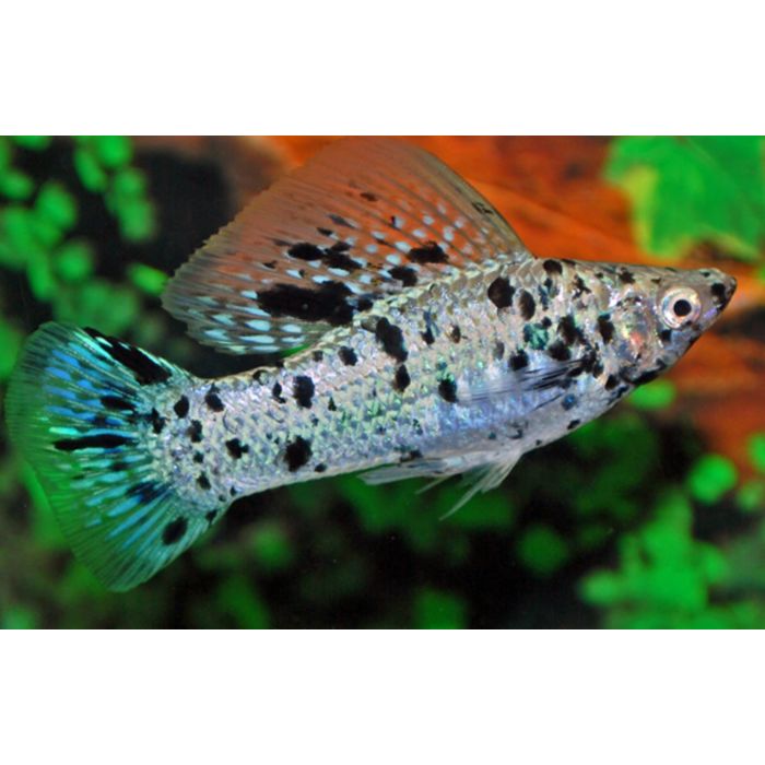 Poecilia Velifera Hoogvinkarper Dalmatier