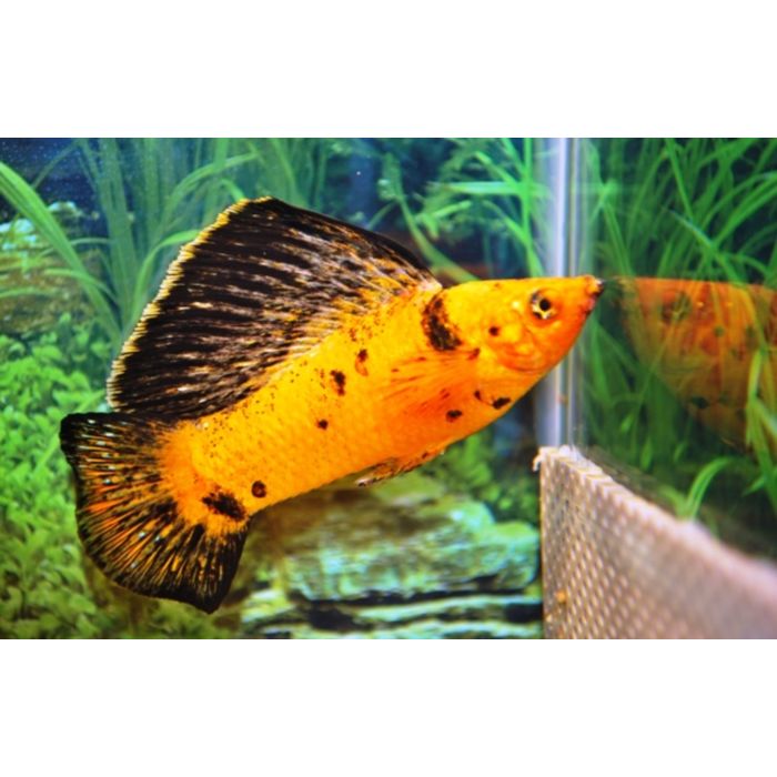 Poecilia Velifera Hoogvinkarper Luipaard Rood