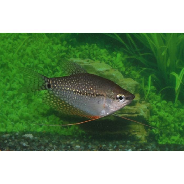 Trichopodus Leeri Diamantgoerami