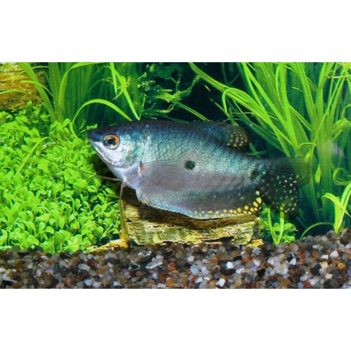 Trichopodus Trichopterus / Blauwe Spat