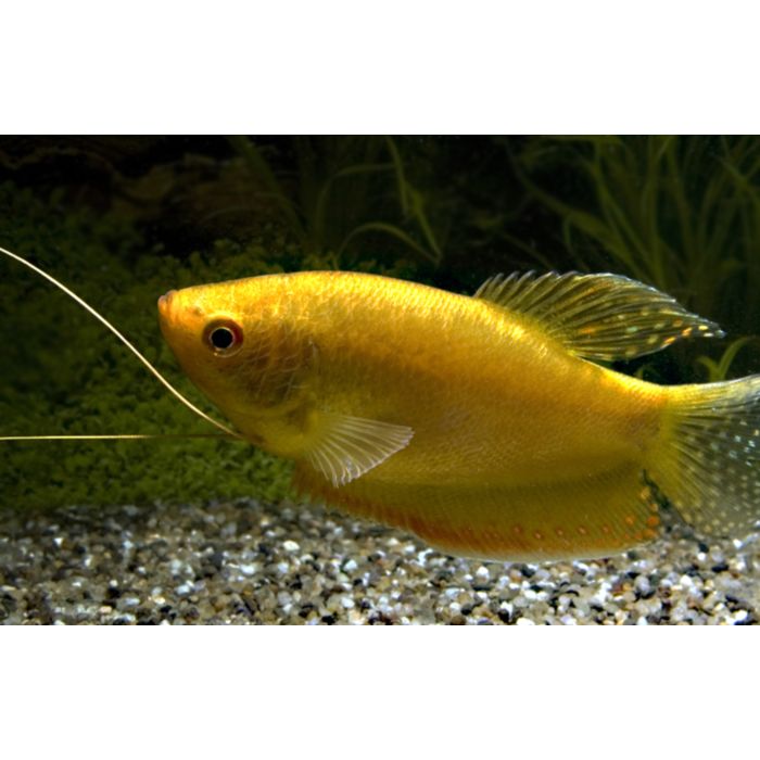 Trichopodus Trichopterus Gold / goudgourami