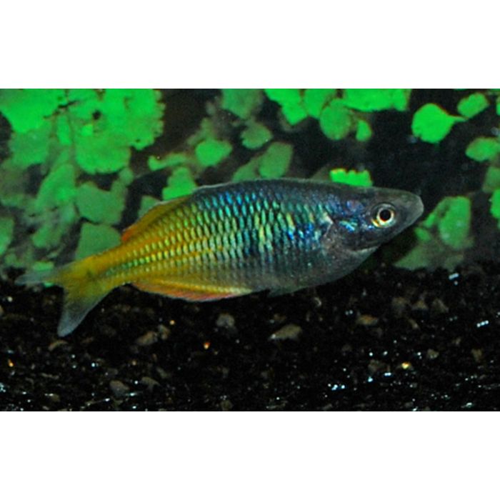 Melanotaenia Boesemani / Ayamaru-Boesemani