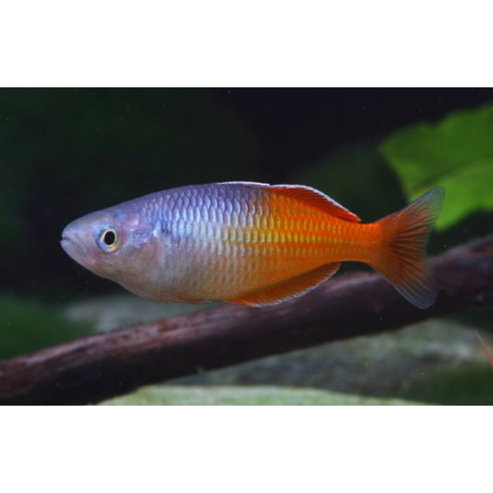 Melanotaenia Boesemani Orange / Ayamaru-Boesemani Oranje