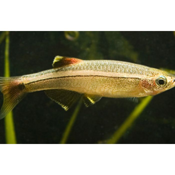 Tanichthys Albonubes Chinese Danio