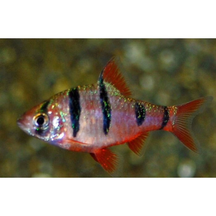 Puntius Pentazona Vijfstreep Barbeel