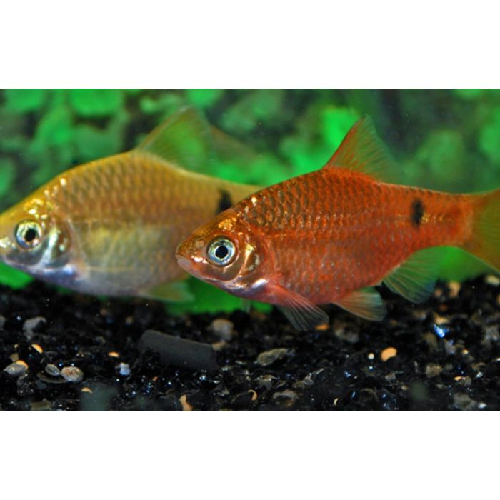 Pethia Conchonius Neon / Prachtbarbeel Neon
