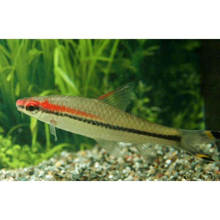 Sahyadria Denisonii / Torpedo Barbeel