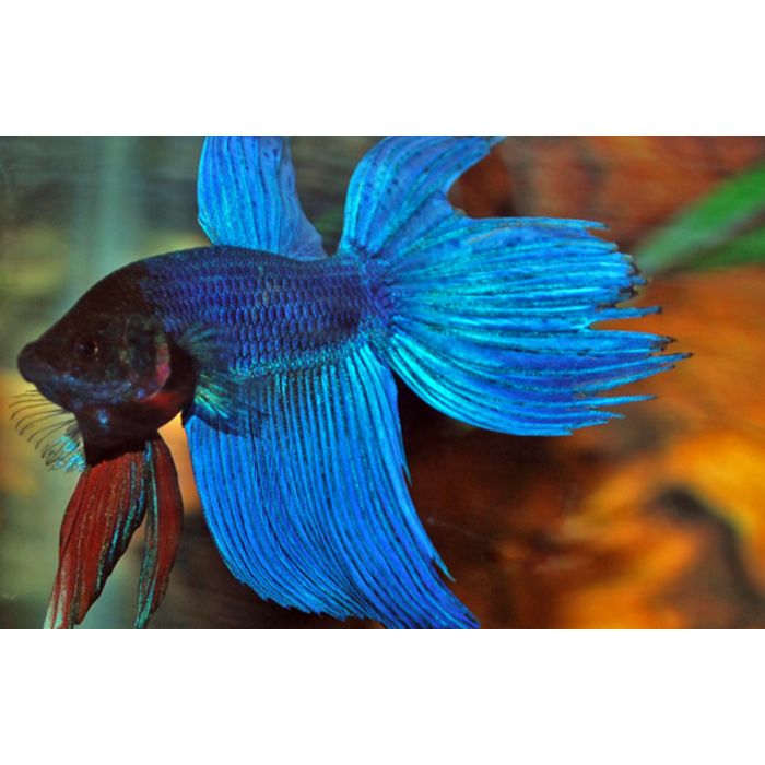 Betta Splendens Kempvis Mixed Colors