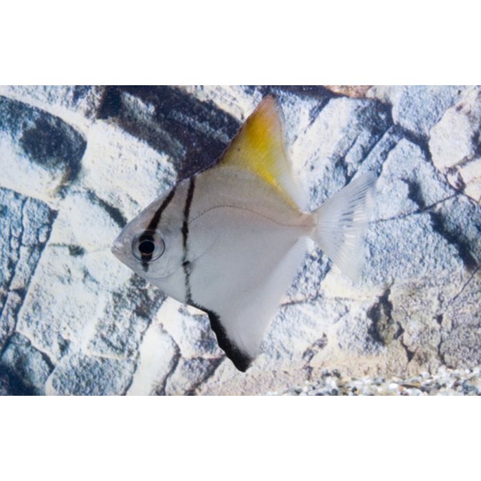 Monodactylus Argenteus / / Zilverbladvis