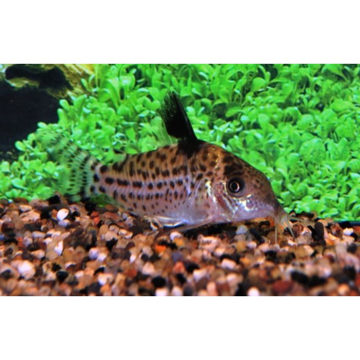 Corydoras Ambiacus / Pantsermeerval Ambiacus