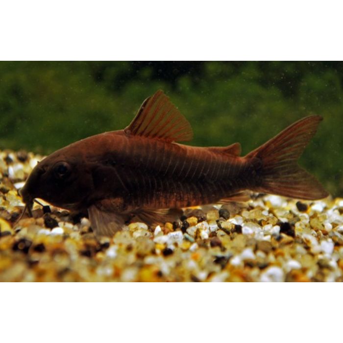 Corydoras Aeneus Black Venezuela / Pantsermeerval Black Venezuela