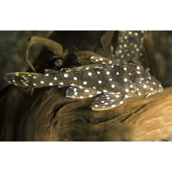 Hypancistrus Sp. / Orinoco Angel Pleco L201