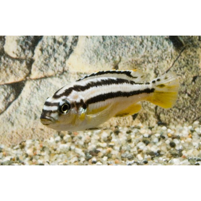 Melanochromis Auratus