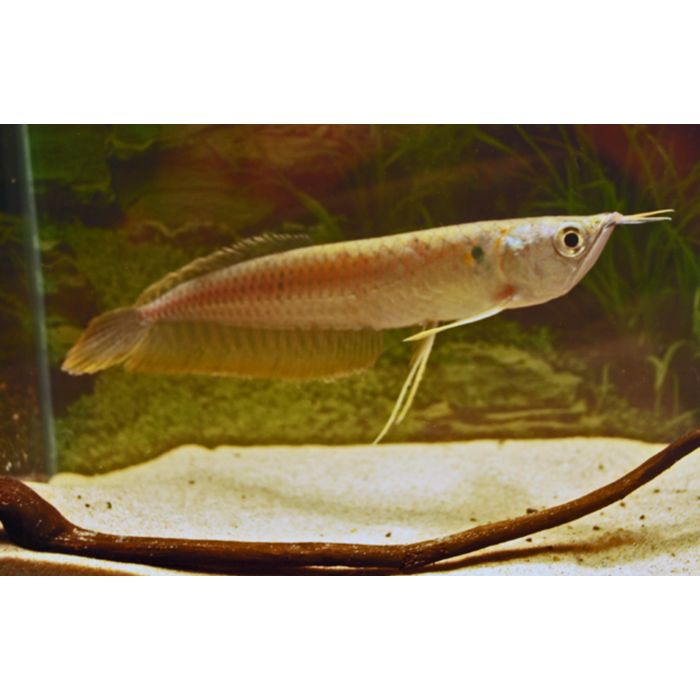Osteoglossum Bicirrhosum Zilveren Arowana