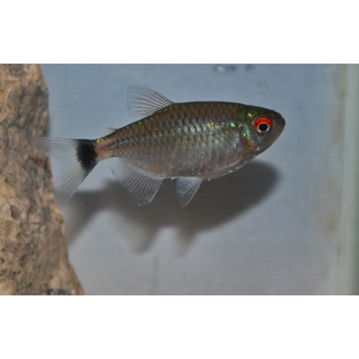 Moenkhausia Sanctaefilomenae