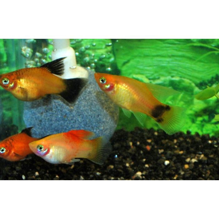 Xiphophorus Maculatus Platy Mix
